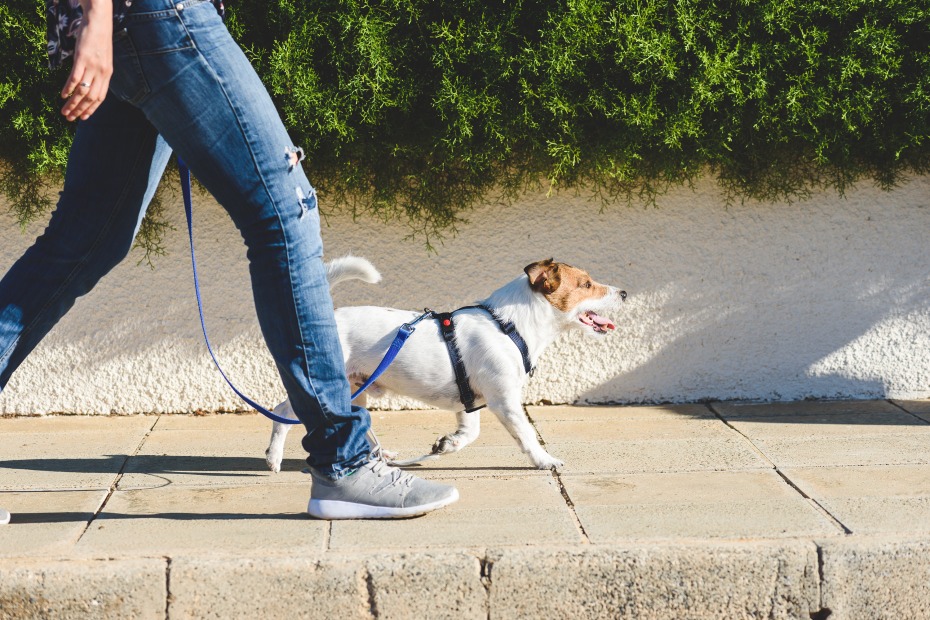 A person walks a small dog.
