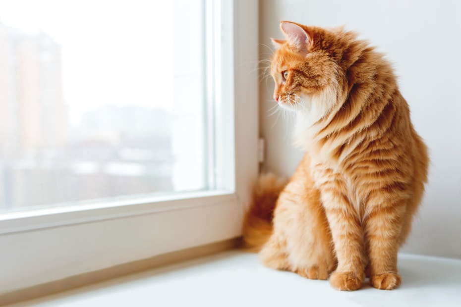 A ginger cat sits in front of a window.