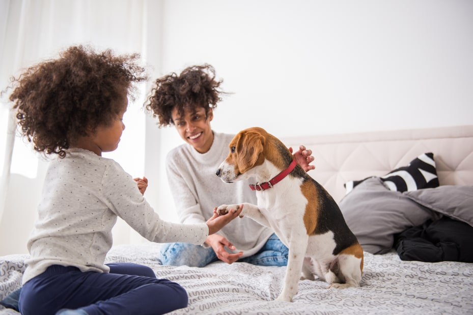 A girl and her mom play with their dog on the bed.