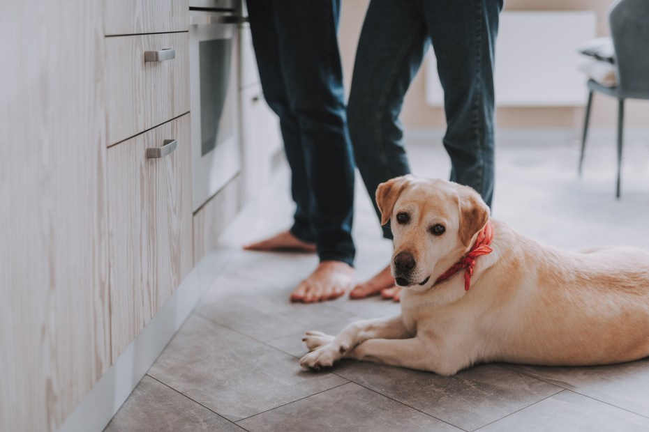 A lab lays on the kitchen floor.