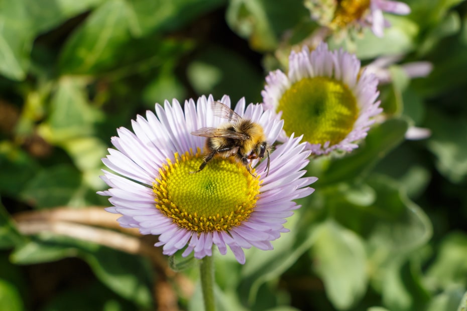 A bee searches for pollen on a seaside daisy.