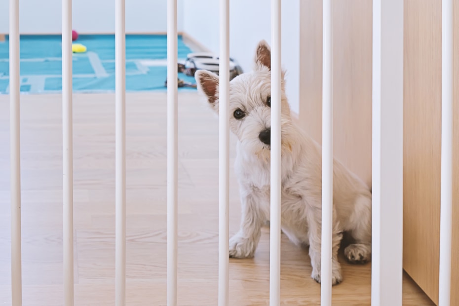 West highland white terrier puppy behind a pet gate.