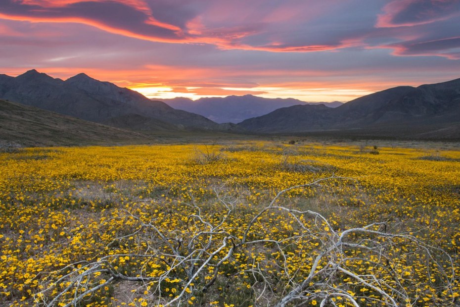 Desert golds at Death Valley National Park in California.