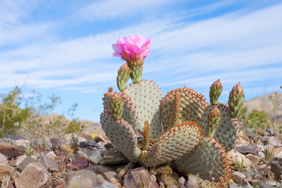 Blooming beavertail cactus in the desert.