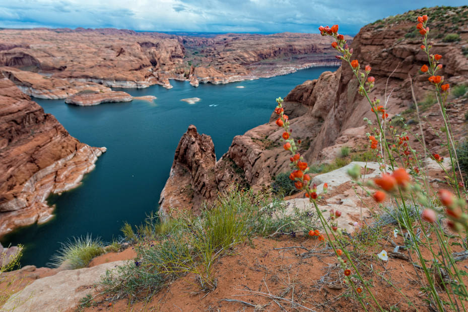 Desert globemallows above Lake Powell in Arizona.