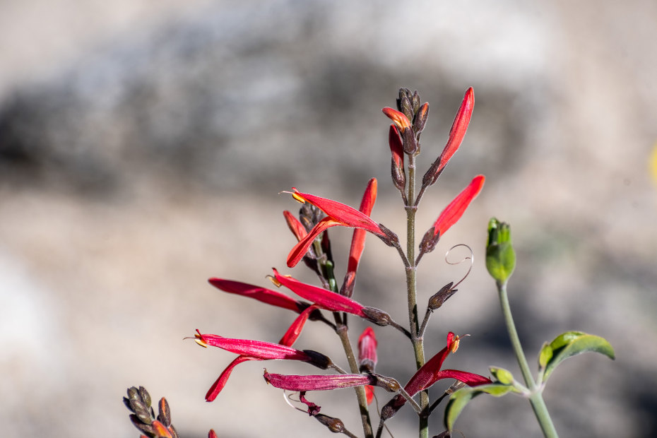 Close up of Chuparosa (Justicia californica) wildflowers.