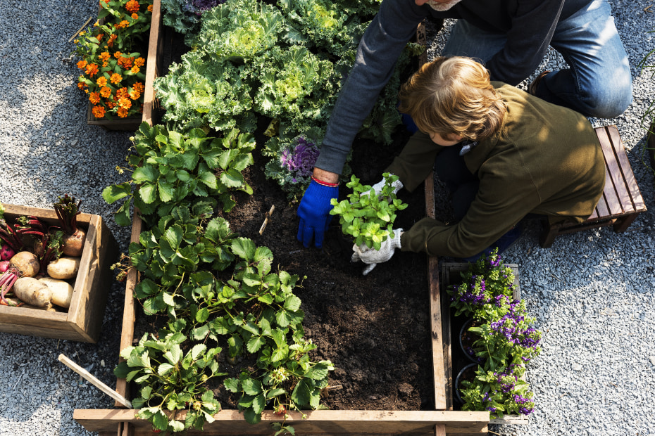 A family plants their vetetable garden.