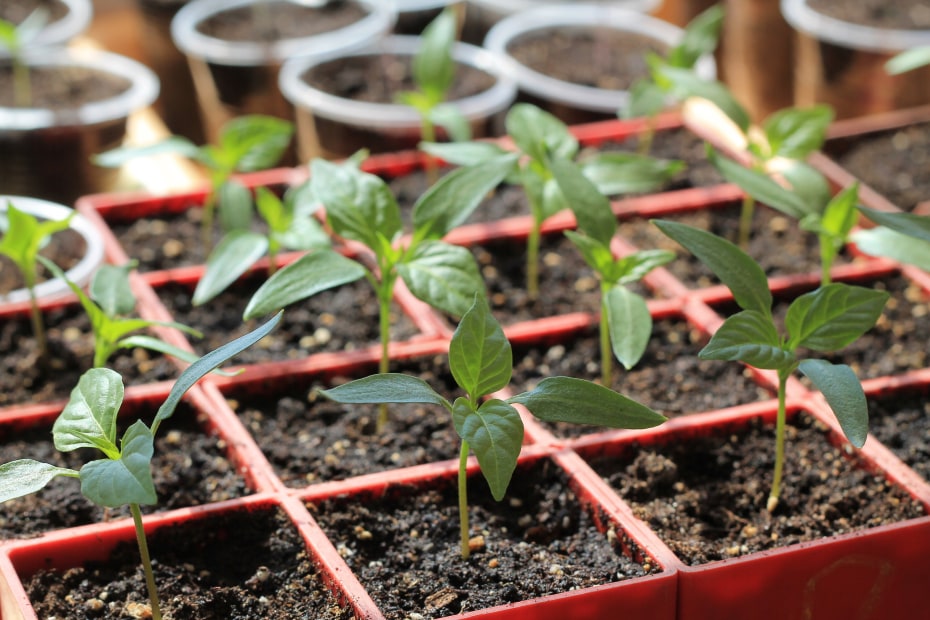 Seedlings of sweet pepper in red containers.