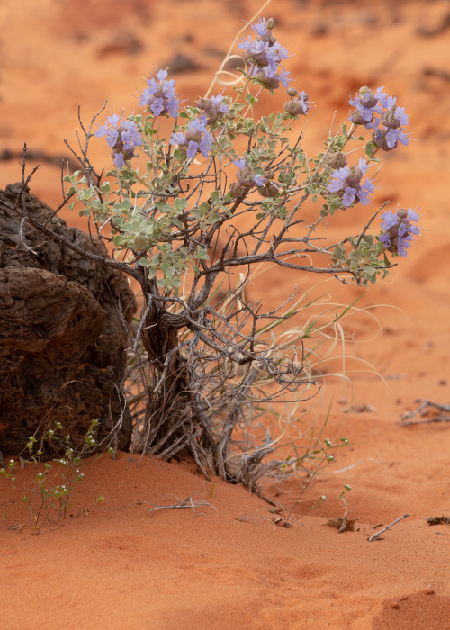 A small flowering purple sage plant grows in the red sand of Southern Utah.