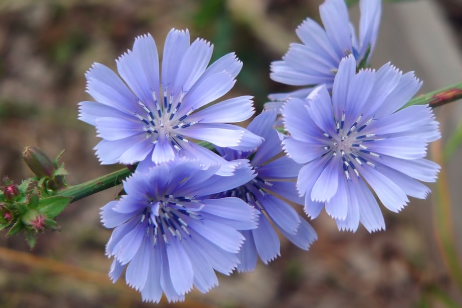 Purple-blue chicory blooms in a garden.