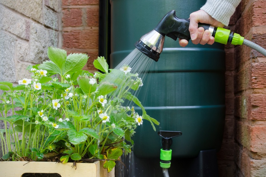 A gardener uses a rain barrel to water.