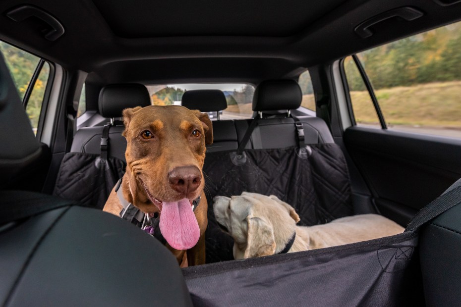 Dogs ride in a car inside a car seat hammock cover for dogs.