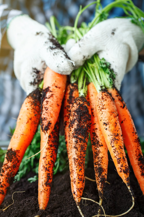 A gardener holds recently harvested carrots.