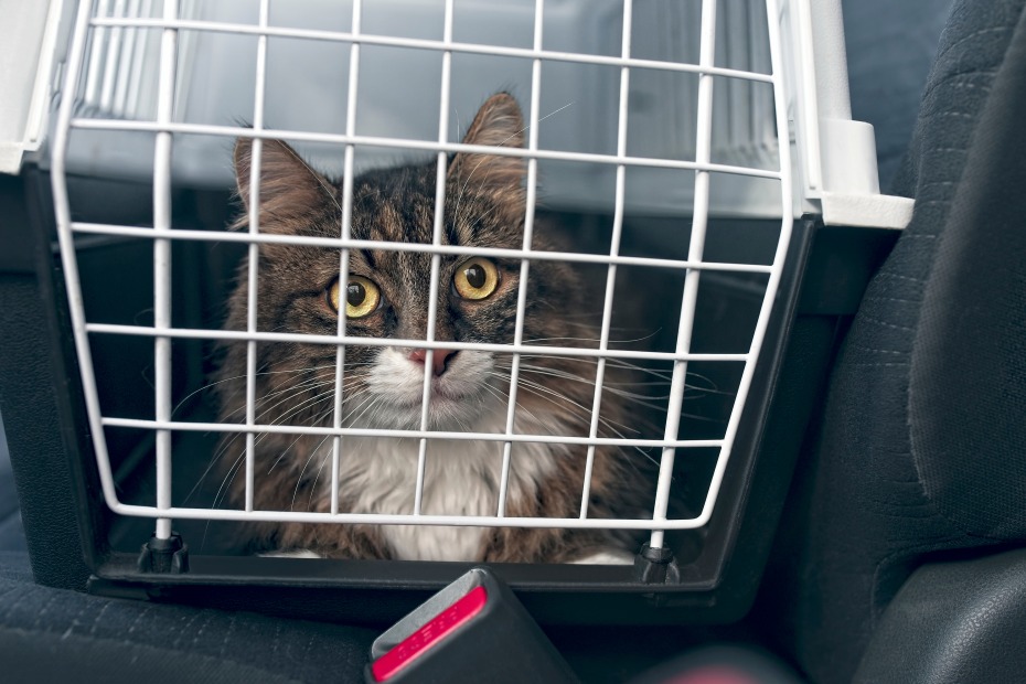 A cat rides inside a carrier in the backseat of a car.
