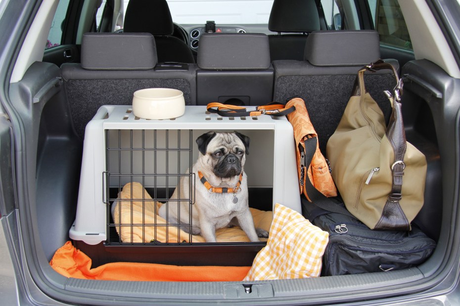 A pug inside a pet carrier in the back of an SUV.