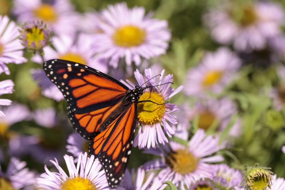A monarch butterfly rests on a seaside daisy in California.