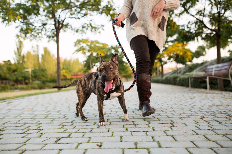 A woman walks her dog through a local park.