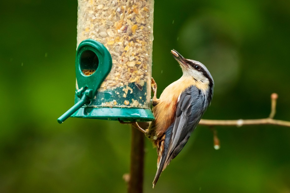 A nuthatch eats out of a backyard birdfeeder.