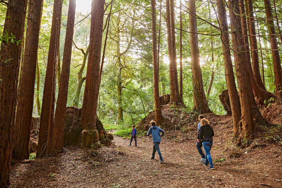 A family hikes between towering trees on the Aptos Creek Trail in Santa Cruz County's Nisen Marks State Park.