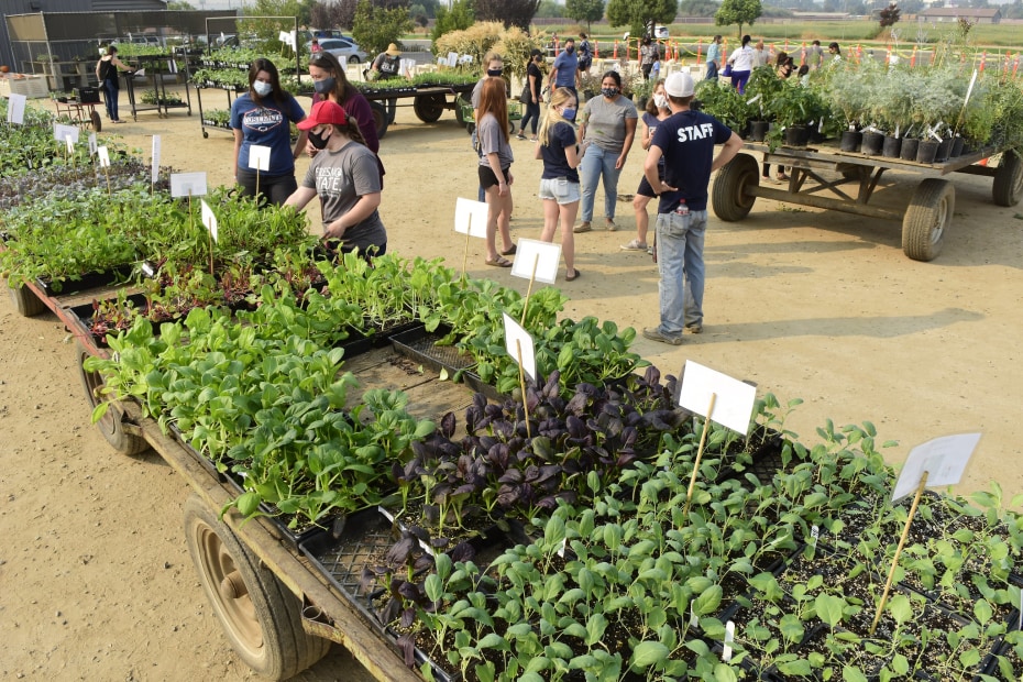 Fresno State horticulture nursery students share advice with the community at the Fresno State Gibson Farm Market.