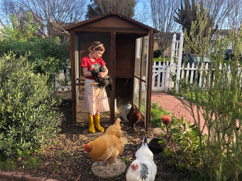 A young girl feeds her family's backyard chickens in the Bay Area.