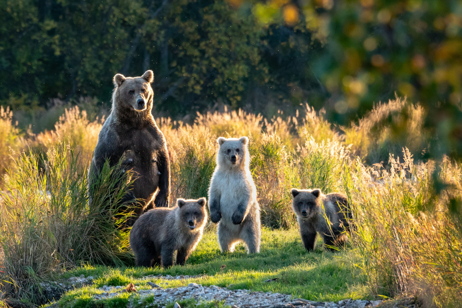 Brown bear with three cute cubs standing on a grassy spit of land in the Brooks River, Katmai National Park, Alaska.