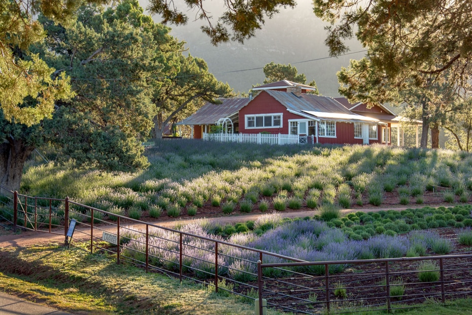 Pine Creek Canyon Lavender Farm's red barn.