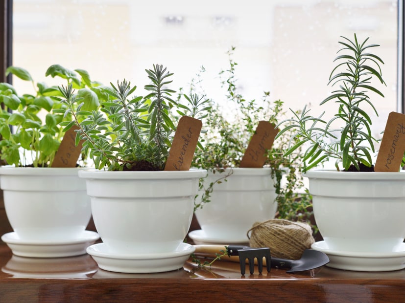 Herbs in pots sit on a kitchen windowsill.