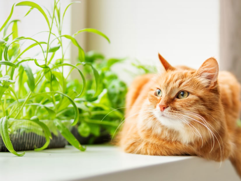 An orange tabby cat sits on a windowsill with a basil plant.