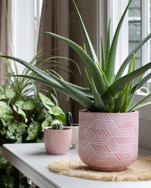 An aloe plant in a pink geographic pot on a windowsill.