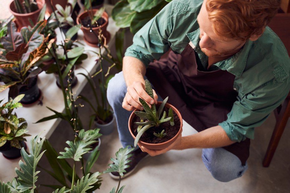 A plant store employee takes care of a succulent.