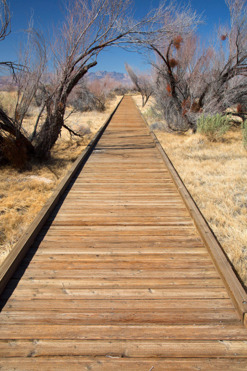 Crystal Boardwalk in Ash Meadows National Wildlife Refuge, Nevada.