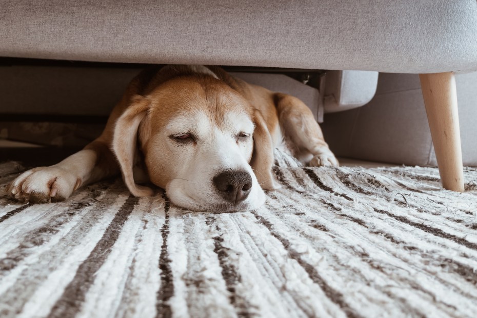 A beagle dog hides sleeps under the living room couch.