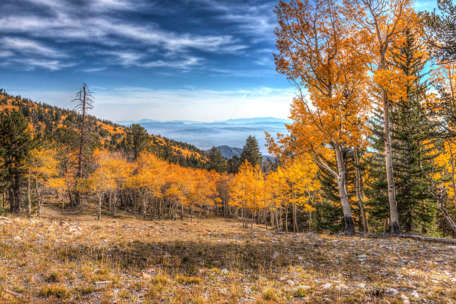 Changing leaves on Great Basin National Park's Wheeler Peak Summit Trail.