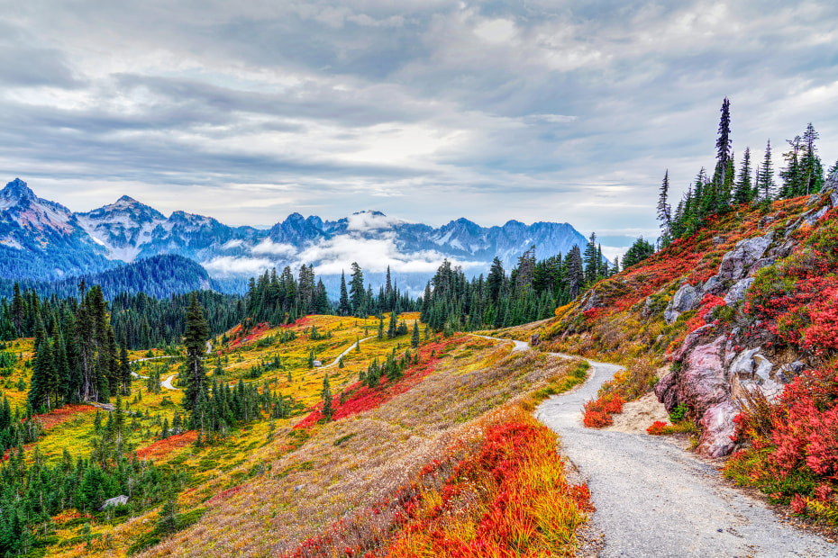 Red berries along a hiking trail in Mt. Rainier National Park.