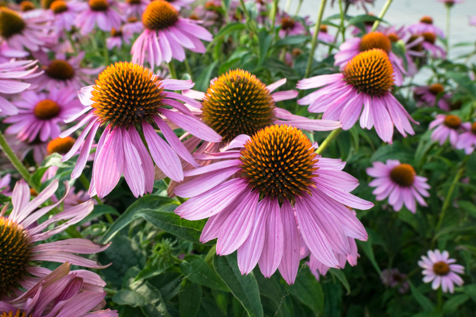 Purple coneflower blooms with yellow centers.