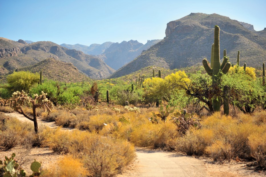 Cacti in Catalina State Park.