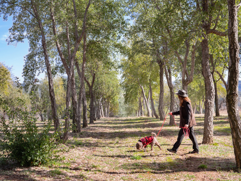 Staci O’Toole, the Truffle Huntress guides truffle hunters with her dog in Northern California.