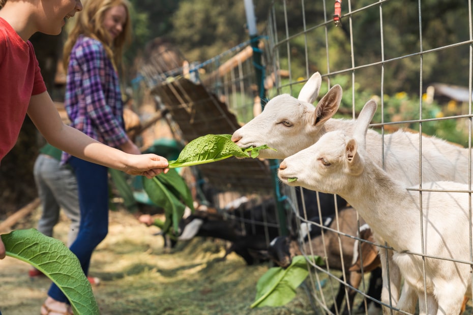Guests feed goats comfry at Jollity Farm.