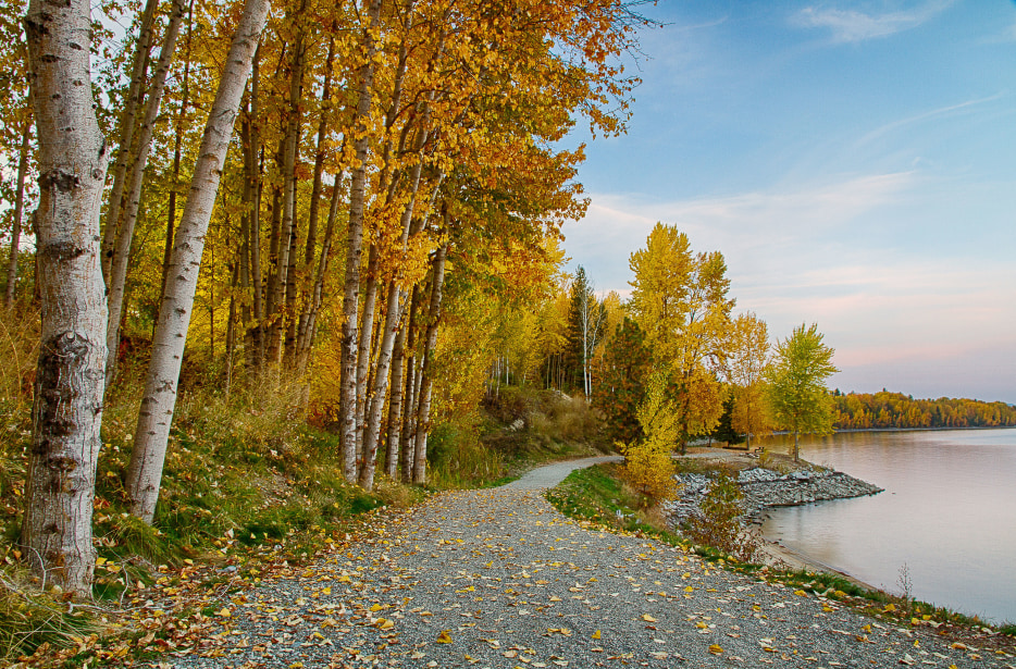 Aspens turn yellow along the Pend Oreille Bay trail that wraps around Lake Pend Oreille in Sandpoint, Idaho.