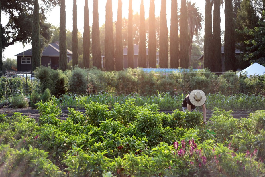 A volunteer harvests fresh veggies at Three Sisters Gardens.