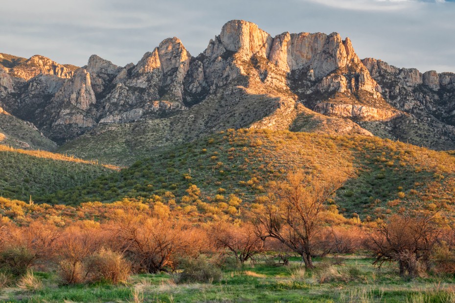 Catalina State Park in golden light.