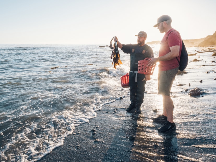 Spencer Marley from Marley Family Seaweeds shows chef Jensen Lorenzen a specimen of laminaria setchelii (kombu).