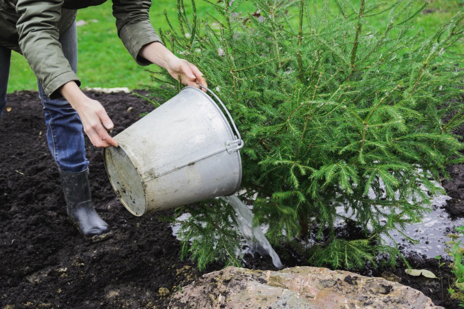 A woman waters a tree with a bucket of gray water.