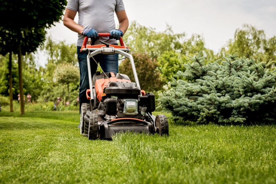 A person carefully mows their lawn around their tree.