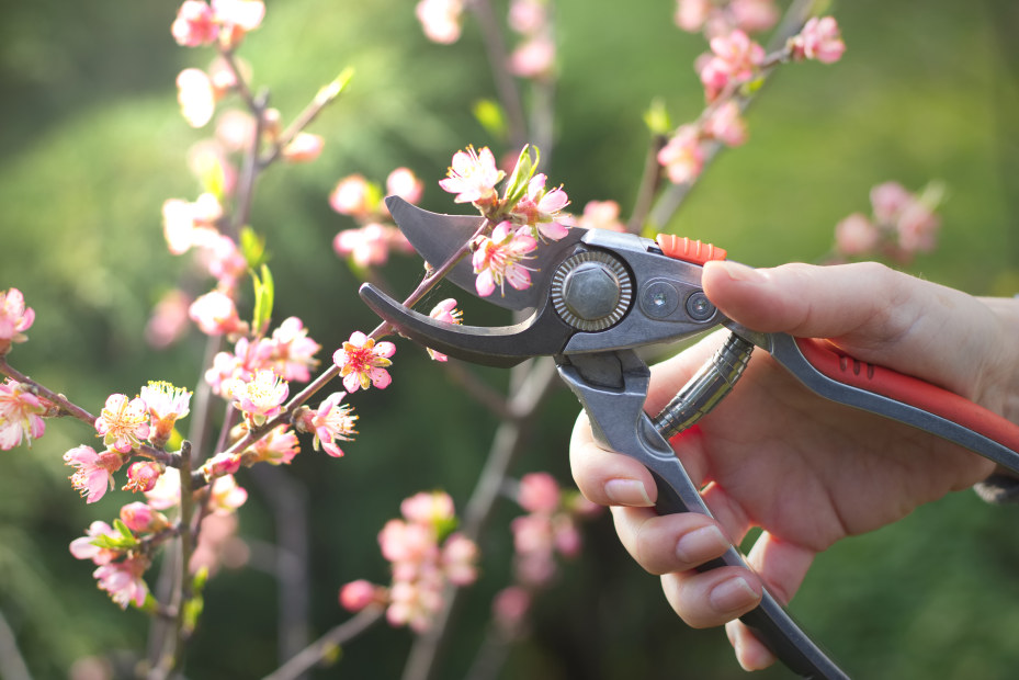 A gardener prunes a flowering peach tree.