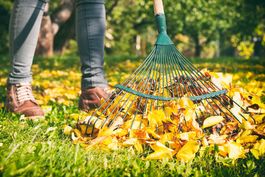 A gardener rakes fallen leaves.