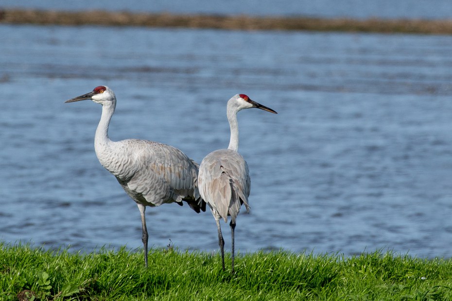 Sandhill cranes in Lodi, California.