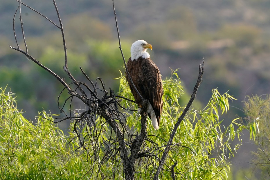 A bald eagle rests on a tree near the Salt River in Arizona.