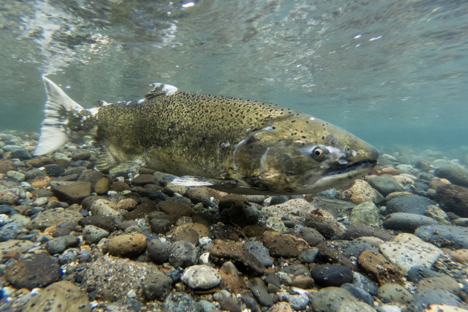 Chinook salmon in a low-lying river or stream during spawning season.